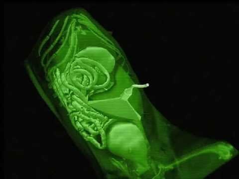 Mastering Abdominal Ultrasound in Dogs and Cats