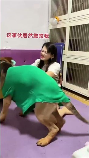 救命！狗子成精了敢“啃”主人😱！穿绿衣的大德牧抱着胳膊不松口，小姐姐一脸震惊又好笑🤣！这互动也太会了吧～#狗精 #人宠趣事 #pets #funny