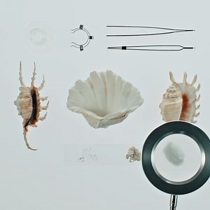 Authentic inspirations from the marine world. Fior di Bosco is the new Atlas Plan slab characterised by an intense grey colour decorated with strong golden veins. Its glassy, layered appearance and intricate texture bring us back to oyster shells, coral patterns and starfish. Give a personal and unique style to your environment with Fior di Bosco: https://www.atlasplan.com/en/large-format-porcelain-slabs/fior-di-bosco/?4=13&17=71&43=170 #AtlasPlan #TheSizeOfEmotions | Atlas Plan | Facebook