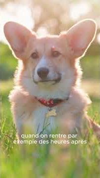top 3 des pires conseils en éducation canine #chien #fyp #pourtoi