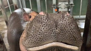 Ohio's beloved hippo has reached another milestone... Fiona broke the 1,000 pound mark after only weighing 29 pounds at birth. http://bit.ly/2Rk1sjo (Courtesy: Cincinnati Zoo & Botanical Garden) | WSYX ABC 6