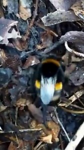Shhh! This bumblebee queen is settling down to sleep – be careful not to disturb her! 👑💤 This Buff-tailed bumblebee queen is digging through the leaf litter to find a cosy spot for a winter snooze. Once their favourite flowers have gone to seed and died off, bumblebee queens emerge from their nests and look for somewhere safe to hibernate. Queen bumblebees will hibernate in a variety of places, including leaf litter, well-drained soil, hollow trees and inside tree bark 🍂 | Bumblebee Conservat