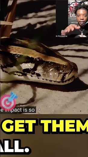 58 bird species eaten by pythons?