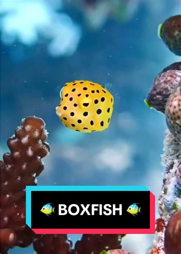 Tiny Toxic Boxfish: A Dangerous Beauty