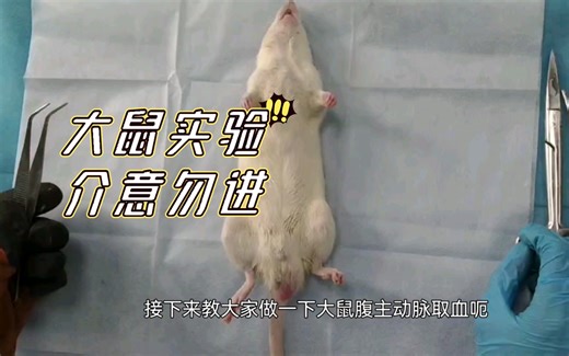 （动物实验）大鼠腹主动脉取血，含简单解剖，介意勿进