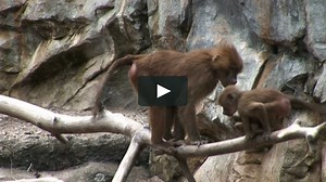 Sid the Science Kid - 139_Susie_Final_0115_v4.mov