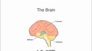 AP心理_大脑结构Brain Structure & Cortex