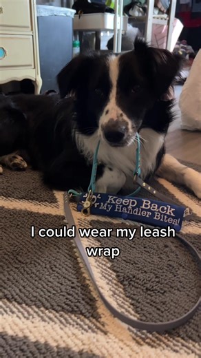 Service Dogs and ADA Law: What You Need to Know