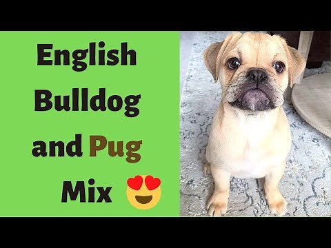 Pug and English Bulldog Mix breed (BullPug): What are the Pro's and Con's?