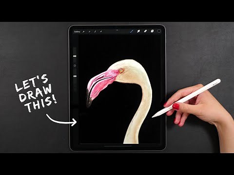 How to Draw a Realistic Bird on iPad| My Procreate Digital Art Technique