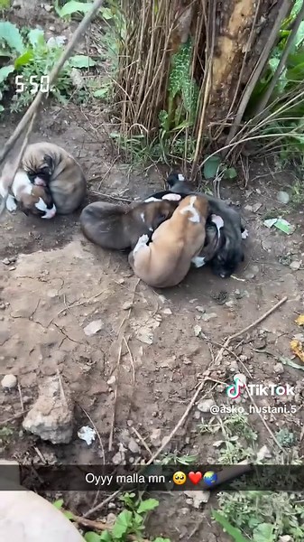 Adorable Cats Captured in Musical Moments