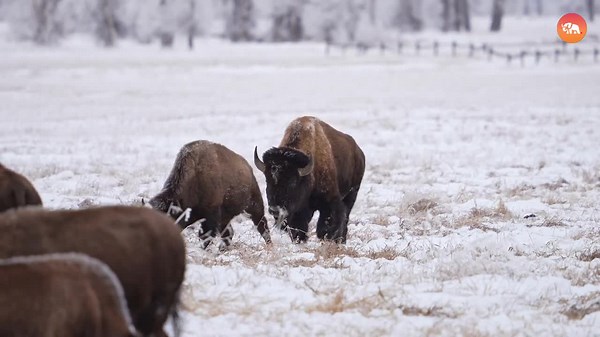 10 American Animals Have the Most Bizarre Mating Rituals!