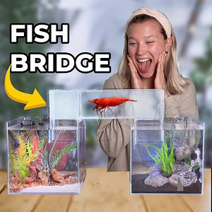 This Bridge Is Made For Fish 🤯 | Aquarium Info