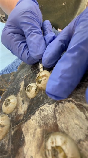 1M views · 21K reactions | If you loved our 2025 barnacle removals... here’s the ultimate satisfying rewind ⏪ ✨ Starring Molly, Radio, Toaster and Benson These barnacle removals were literally some of our most-watched moments of 2025.奈 The transformations are incredible﫧 #satisfying #barnacle #seaturtle #stem #explore #rescuerehabrelease #theturtlehospital | The Turtle Hospital | Facebook