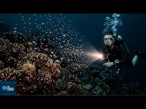 Have You Wondered How Corals Reproduce? It's Not How You Think