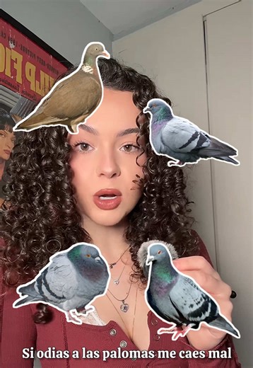 Curiosidades sobre las palomas en España