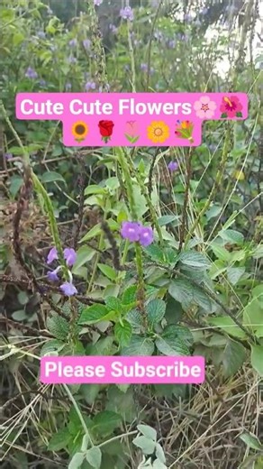 Beauty of cute flowers 🎋🌿 #nature #viralshort #worldattractions #love #villagelife #ytshorts #vlog