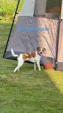 Momma help me #viral #cute #dog #foryou #dog camping #silly
