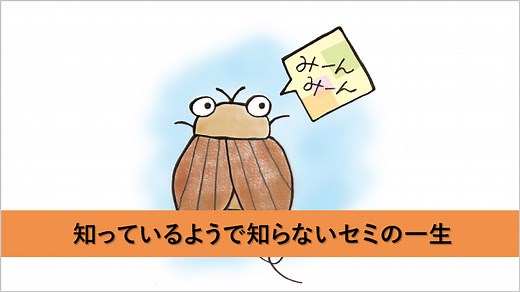 知っているようで本当は知らないセミの一生とは？　～蝉が生まれてから死ぬまで～