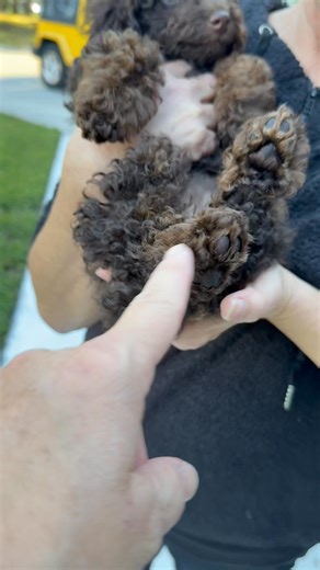 Gray’s Poodles on Reels