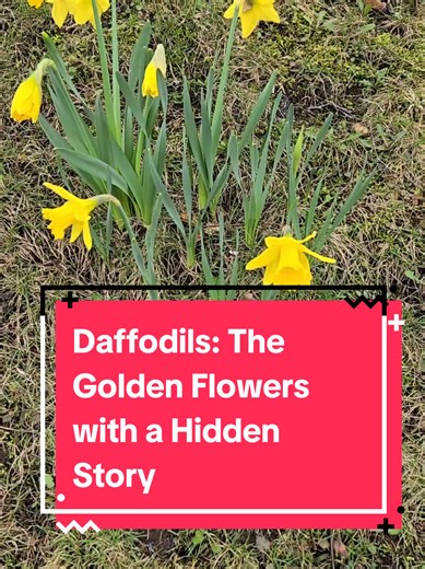 Daffodils (Narcissus) are iconic spring flowers with a surprising backstory. From Greek mythology to modern medicine, these resilient blooms are more powerful than they look 🌼✨ #Daffodils #Narcissus #SpringFlowers #NatureFacts #Wildlife