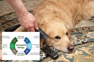 Dog owners reveal weirdest things their dogs have eaten