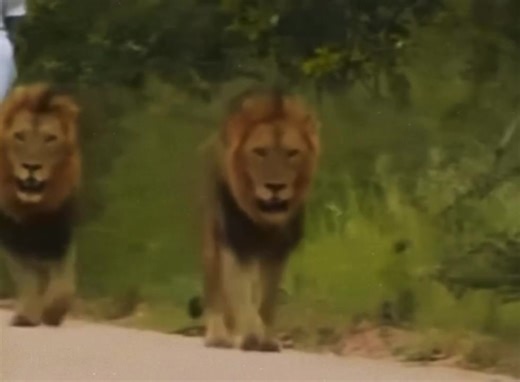 The Mapogos: Tragic Downfall of the Rasta and Dreadlock Alliance