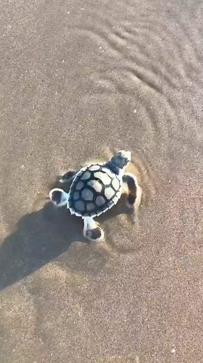 110K views · 4.7K reactions | All About Turtles on Reels | Facebook