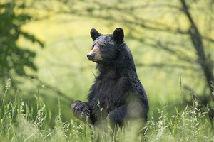 Study finds bigfoot sightings correlate with black bear populations