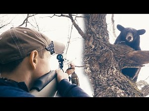 TWO BEARS TREED WITH HOUNDS - BEAR HUNTING