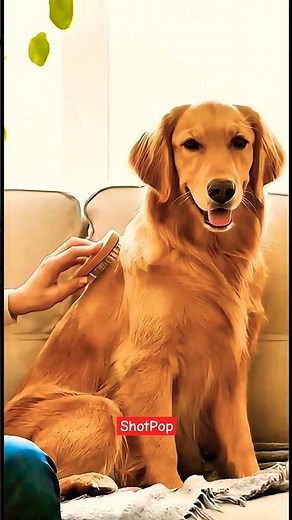 Quick Dog Care Guide| Easy Dog Care Tips#DogCare #PetTips #DogHealth #DogGrooming #PetVideo #CuteDog