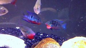 Here we see a couple of colorful female Firemouth Cichlids (Thorichthys meeki) posturing as the male looms overhead. Video: Chris (http://goo.gl/0EOWvD) | Central Florida Aquarium Society - CFLAS.org