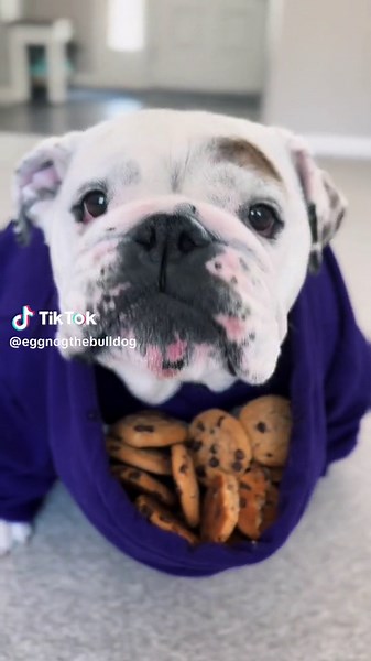 Can Dogs Eat Eggnog Cookies? Exploring the Unique Taste of Eggnog Bull Dogs