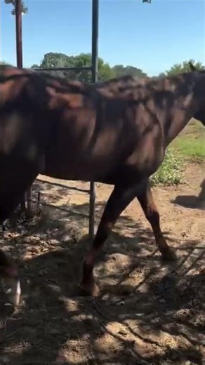 Help Us Save Lives at This Weekend’s Horse Auction #horse #rescue #horserescue