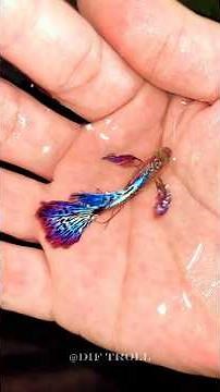 Amazing Fish Transformation! 💀