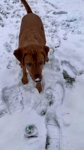 Snow pup #dogsoftiktok #labradorretriever #redlab #redlabrador #dancingdog #fyp #snowpup #snow #fetch #foxredlab