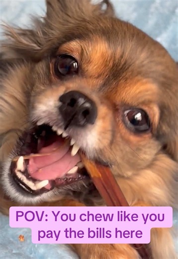 This is Dahlia. She is a retired Agility champion. She has something that is called triple M autoimmune disease in her face. She normally cannot chew very well, but this is a wild wolf chew that is not that difficult to chew as you can see. The autoimmune disease is kind of like multiple sclerosis where her muscles and her face deteriorate around her jaw and her eyes. But here you see her completely enjoying this wild wolf chew. She doesn’t get to have these too often as it does kind of make her