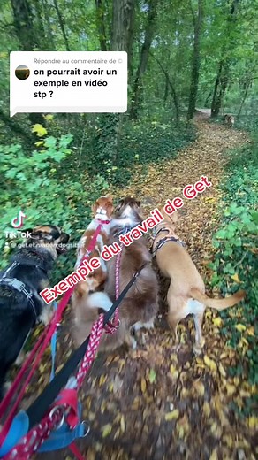 Get.et.Marion.Dogsitter sur TikTok