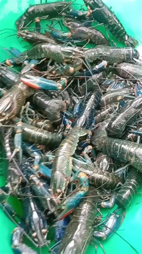 These giants are the future of profitable and sustainable aquaculture. Strong, fast-growing, and ready to produce hundreds to thousands of babies per cycle! Perfect for farmers, investors, and seafood lovers looking for big opportunities. Would you start your own Crayfish Farm if you had these monsters? Comment below! #CrayfishFarming #Aquaculture #RedClawCrayfish #MisterCray #SustainableFarming #SideHustle #PassiveIncome | Mister Cray