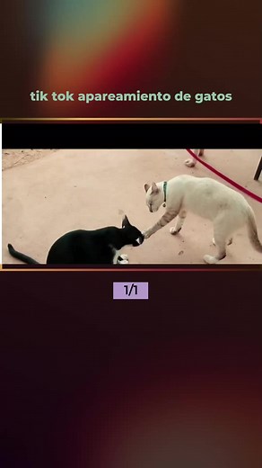 Ciclo Reproductivo de Gatas: Entendiendo el Apareamiento