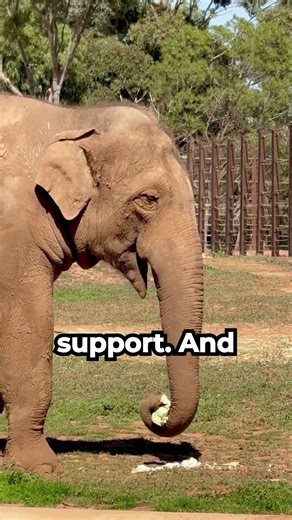 Why Elephants Can’t Jump 🐘 #shorts