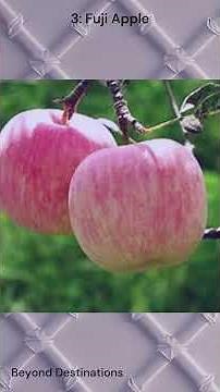 🍏🍎 Top 5 Apples in the World – Best Apple Varieties You Must Try! 🍎🍏