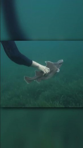 The Bizarre Looking "Pig-Faced Shark"