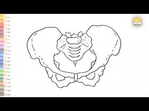 Pelvis diagram easy | How to draw Pelvis diagram easily | Human anatomy drawing easy