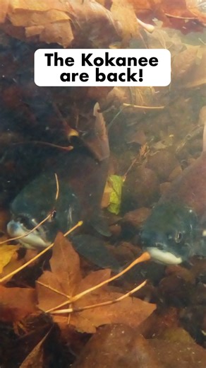 The first wave of Lake Sammamish kokanee has arrived to spawn! #SalmonRun #LakeSammamish #KokaneeSalmon #WildlifeWatching #PacificNorthwest #LittleRedFish4Ever | Lake Sammamish Urban Wildlife Refuge Partnership