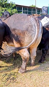 2.7M views · 23K reactions | Lineup of muscular bulls from Taz Cattle Ranch | Biggest Bulls Photography | Facebook