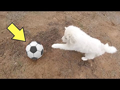 Teaching our DOG'S how to PLAY SOCCER!