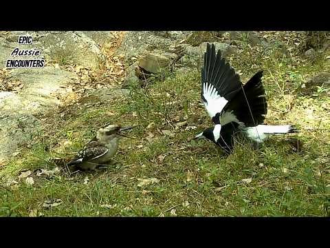 Wildlife Moments You Don’t Normally See | Australian Bush