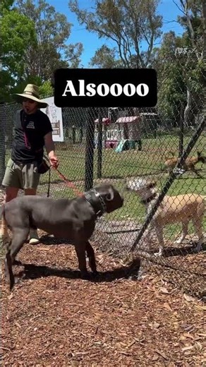 What's the difference between AGGRESSIVE & REACTIVE?