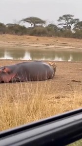 Despite their herbivorous diet, hippos are among Africa’s most aggressive mammals | Ñãtürë Øf Wïldlïfé